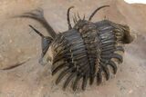 Trident Walliserops Trilobite - Exceptional Preparation #300605-4